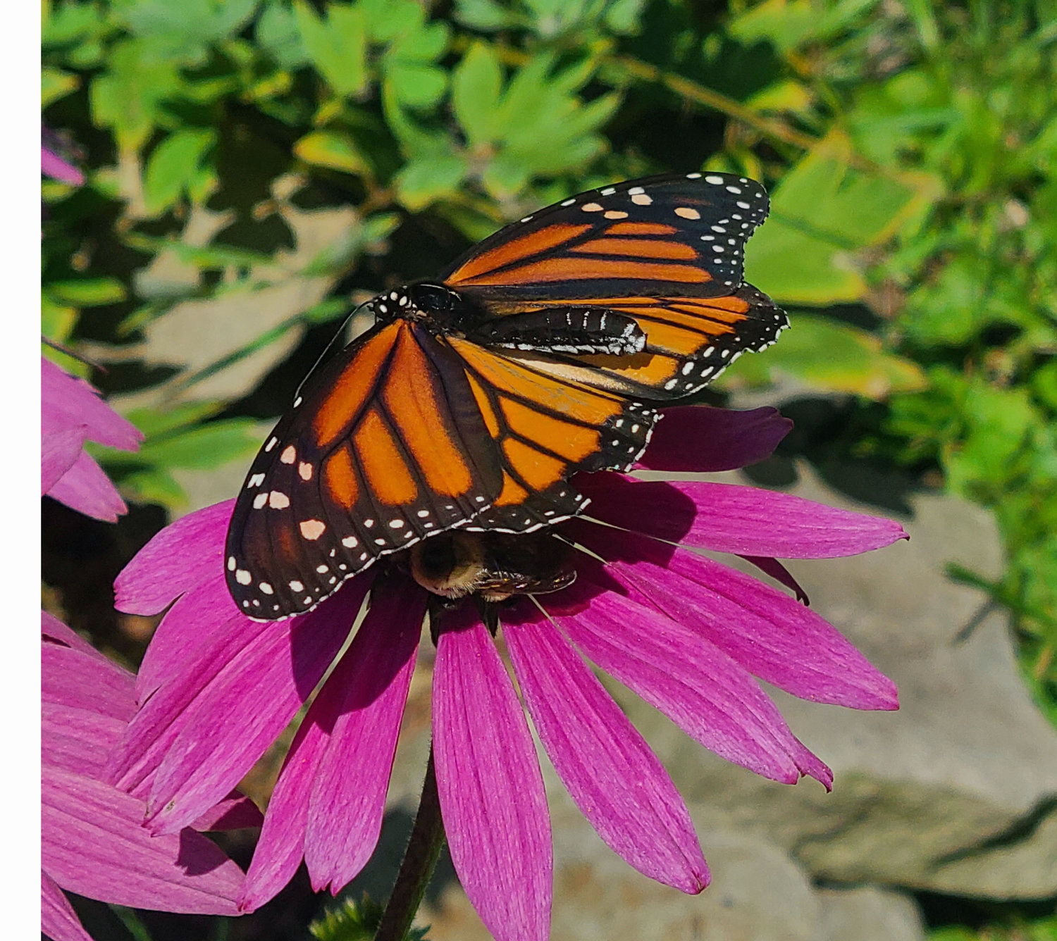 This is a Monarch butterfly in a friend’s garden in Wayne County, PA. The butterflies spend significant time foraging for nectar, and the migrants make frequent stops during their long trip, keeping  themselves re-fueled for their journey. This is a female, and she may have up to 300 eggs to lay, usually 1- 2 eggs per milkweed plant.